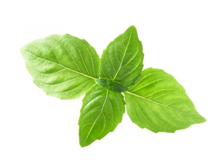 Hawaii Golden Basil | Top Rated Basil Wholesale Farm