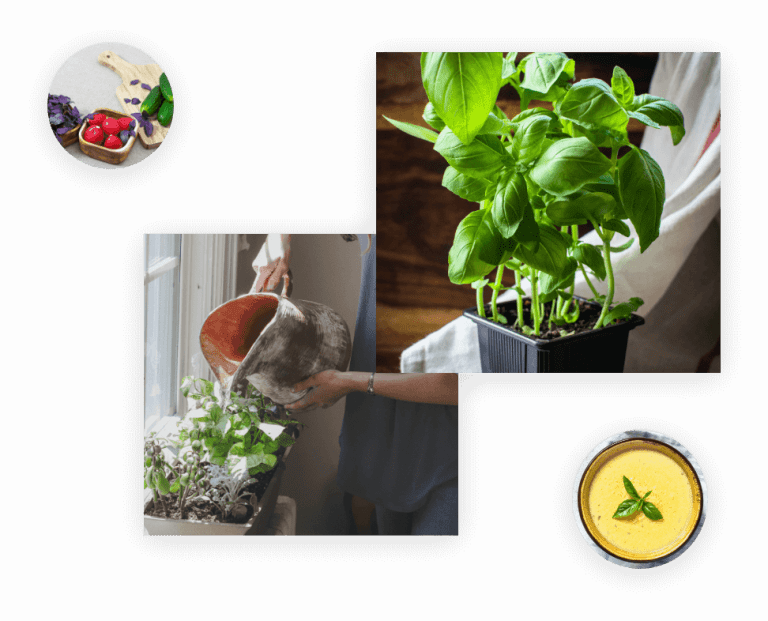 Sweet Basil Golden Basil