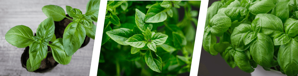 Wholesale Golden Basil